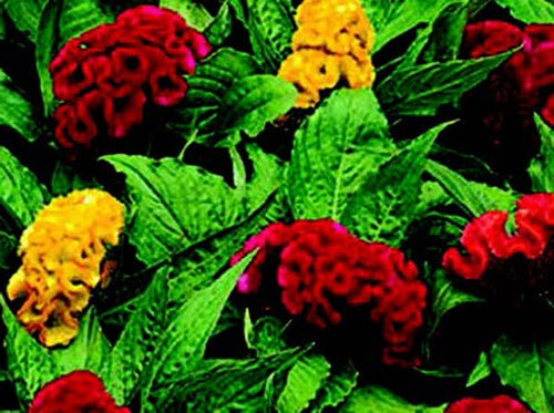 Jewel Box Mix Crested Celosia Seeds