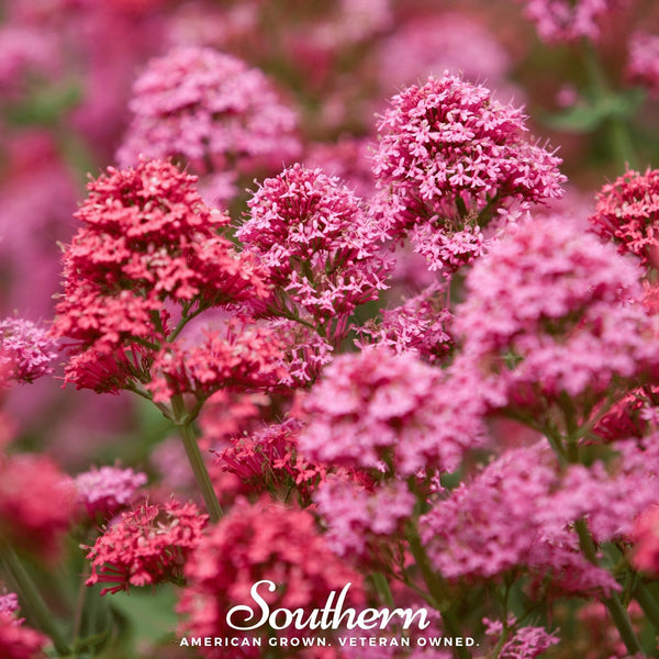 Spotted Joe Pye Weed Seeds