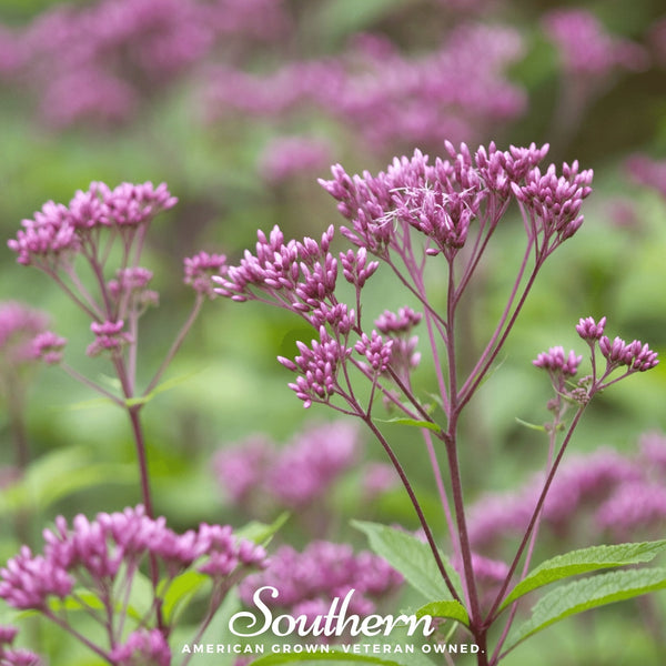 Sweet Joe Pye Weed Seeds