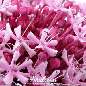 Sweet Joe Pye Weed Seeds