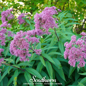 Sweet Joe Pye Weed Seeds