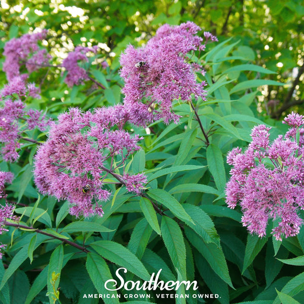Sweet Joe Pye Weed Seeds