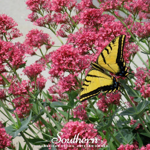 Jupiter’s Beard Mix Seeds