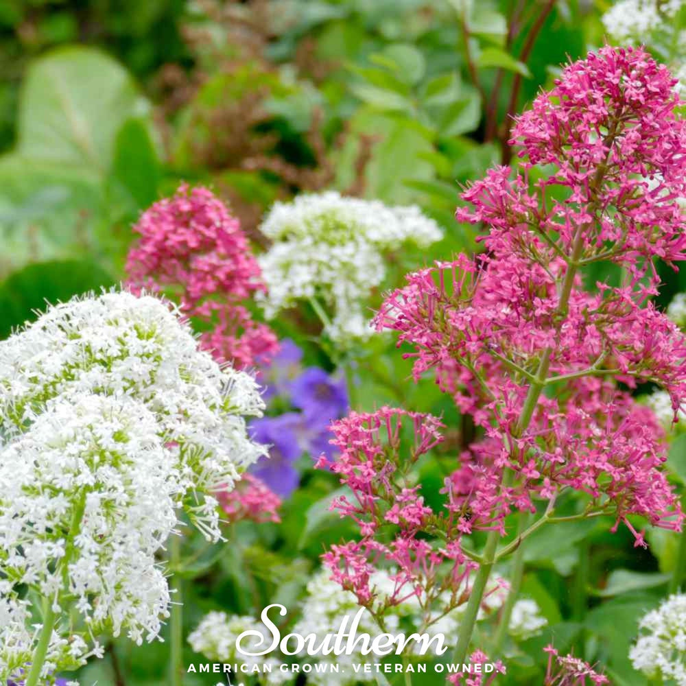 Jupiter’s Beard Mix Seeds