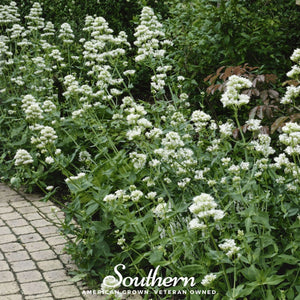 White Valerian Jupiter’s Beard Seeds