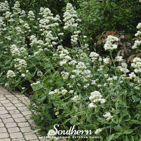 White Valerian Jupiter’s Beard Seeds