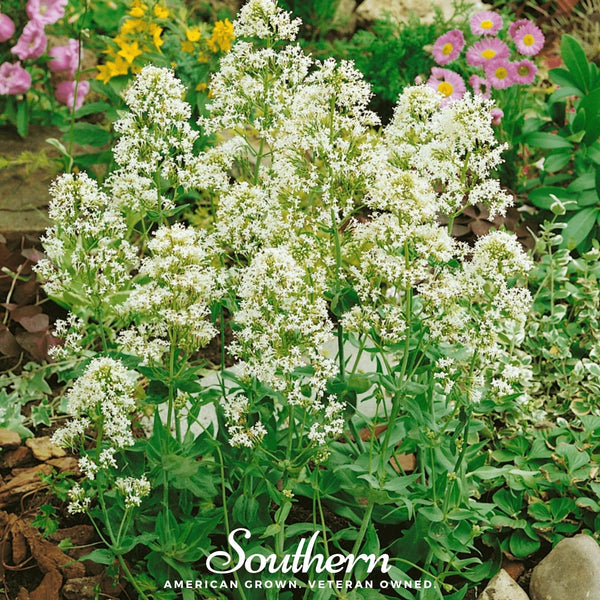 White Valerian Jupiter’s Beard Seeds