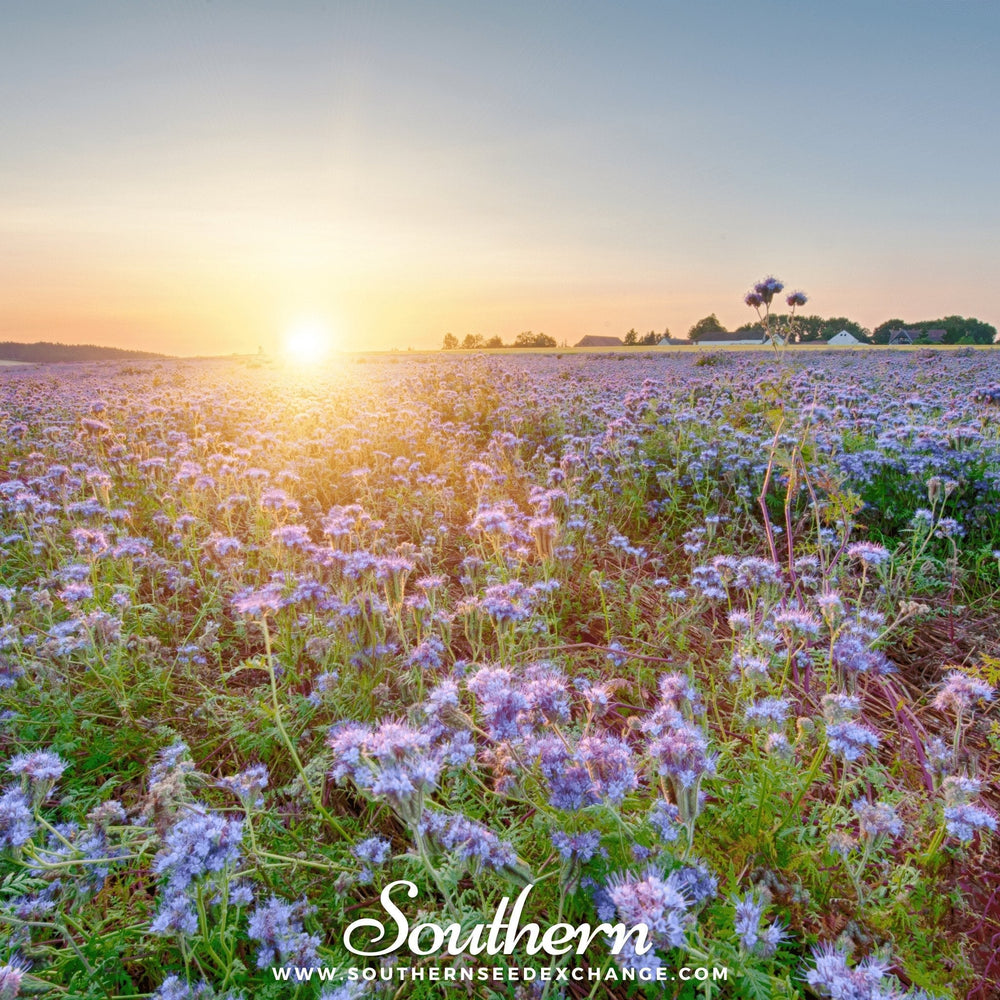 Lacy Phacelia Seeds