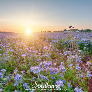 Lacy Phacelia Seeds