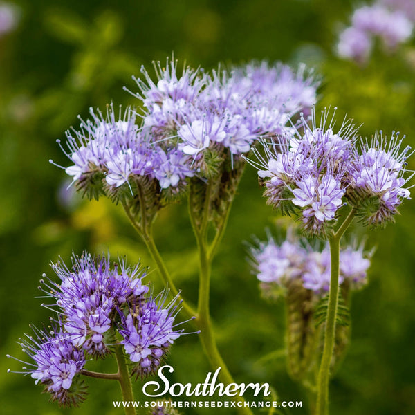 Lacy Phacelia Seeds
