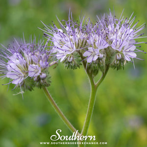 Lacy Phacelia Seeds