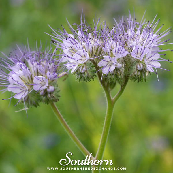 Lacy Phacelia Seeds