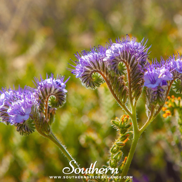 Lacy Phacelia Seeds