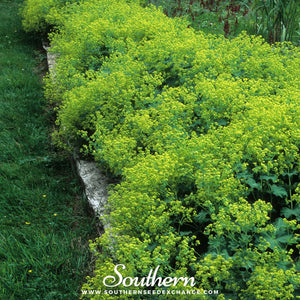 Lady’s Mantle Seeds