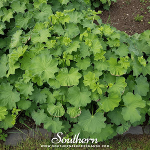 Lady’s Mantle Seeds