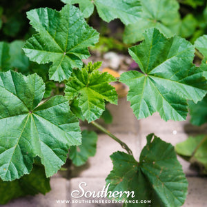 Lady’s Mantle Seeds