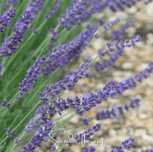English Lavender Seeds