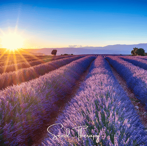 English Lavender Seeds