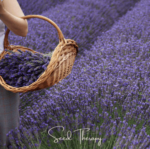 English Lavender Seeds