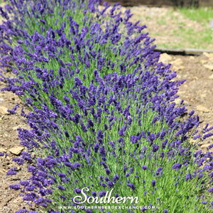 Hidcote Lavender Seeds