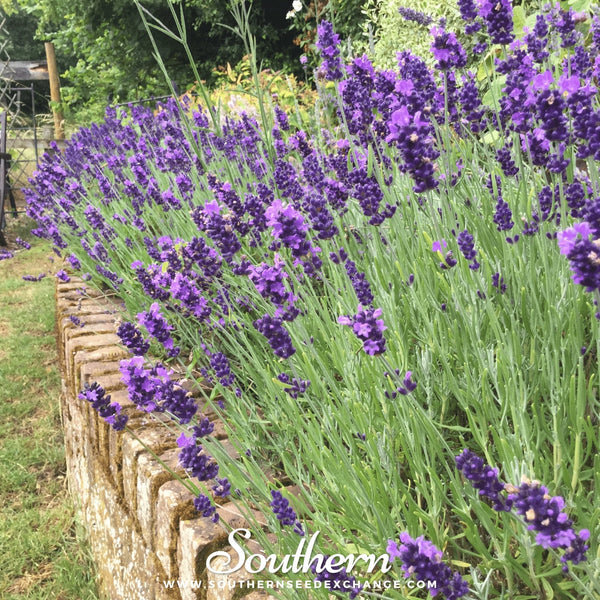 Hidcote Lavender Seeds