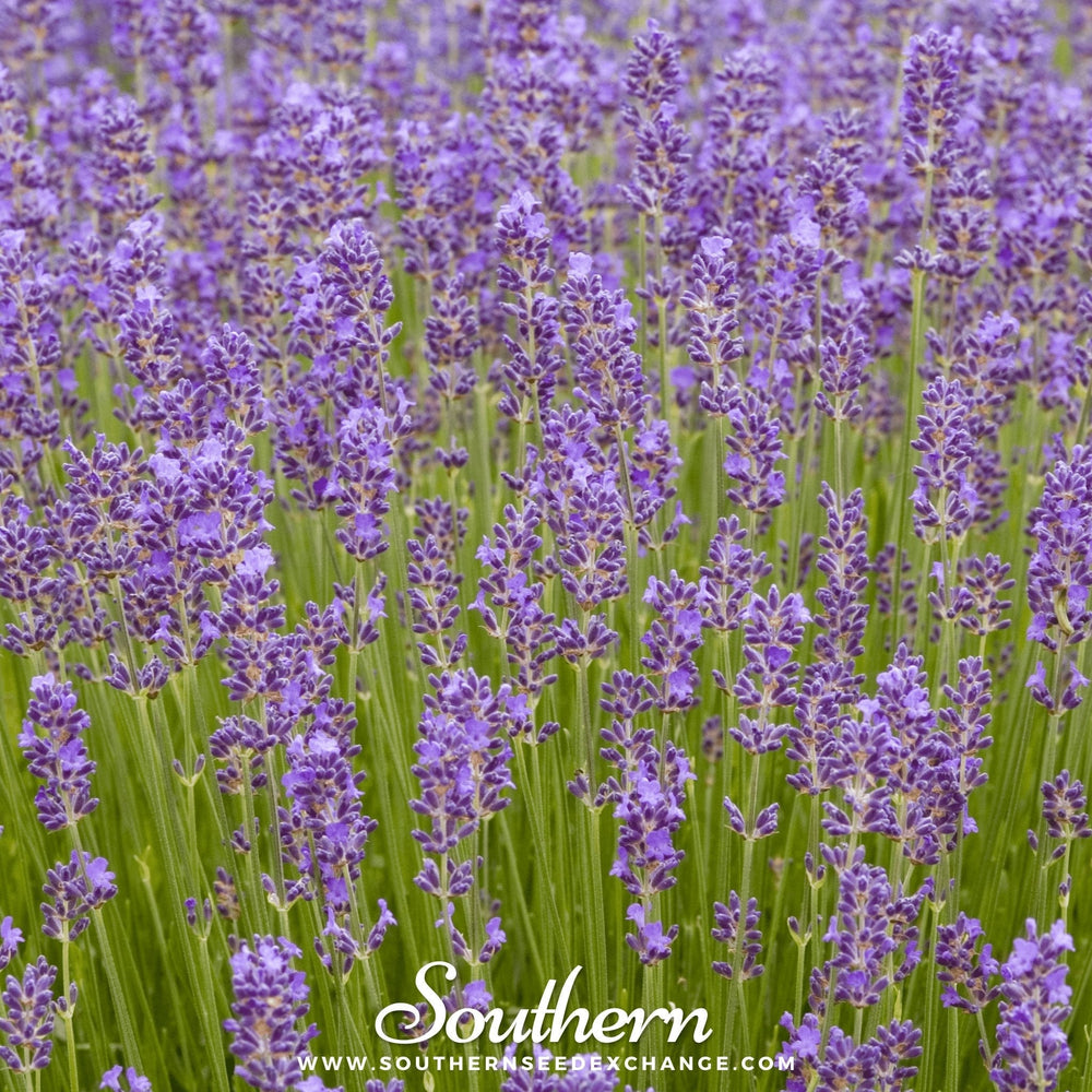Munstead Lavender Seeds