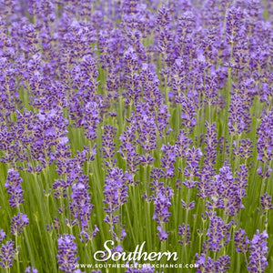 Munstead Lavender Seeds
