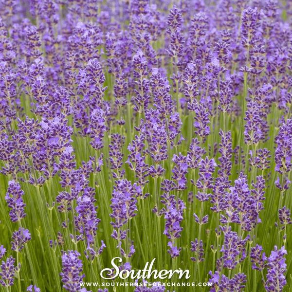 Munstead Lavender Seeds