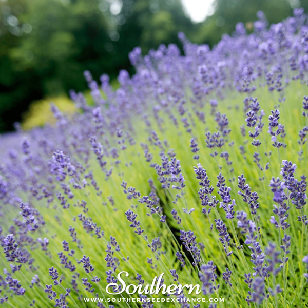 Munstead Lavender Seeds