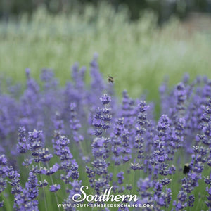 Munstead Lavender Seeds