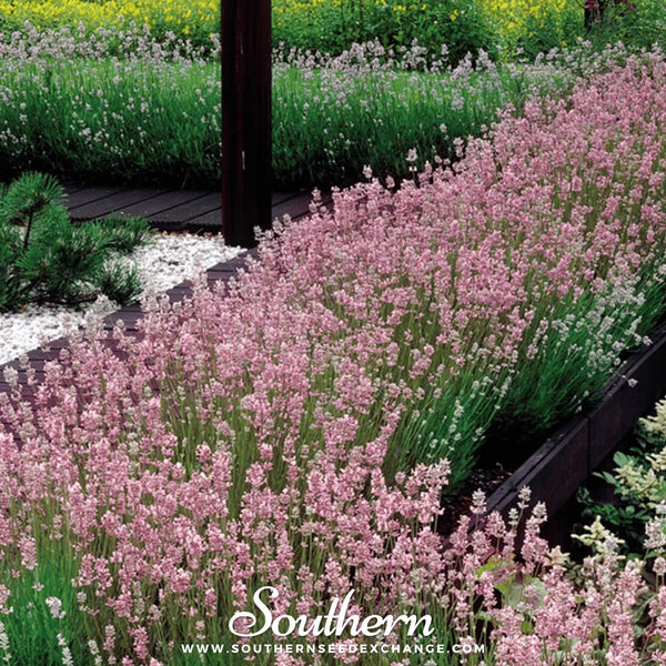 Pink Lavender Seeds