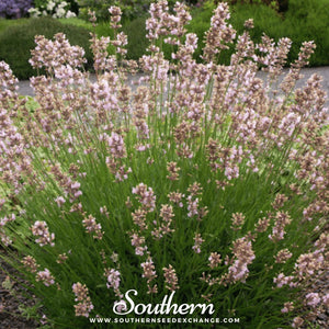 Pink Lavender Seeds