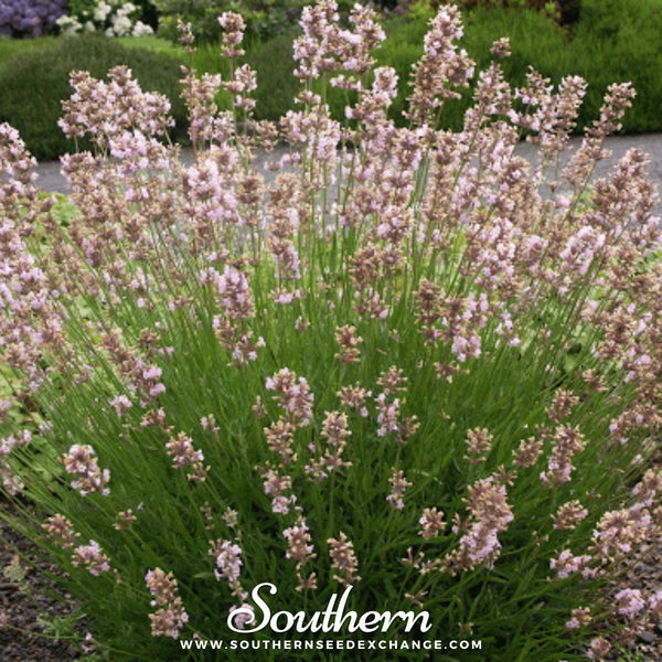 Pink Lavender Seeds
