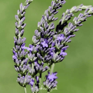 Spike Lavender Seeds