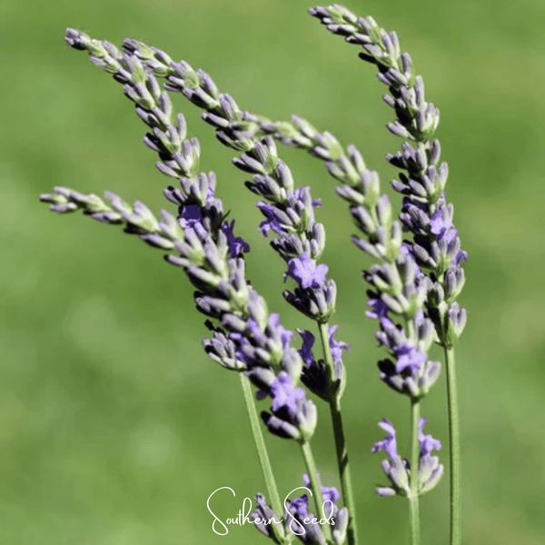 Spike Lavender Seeds