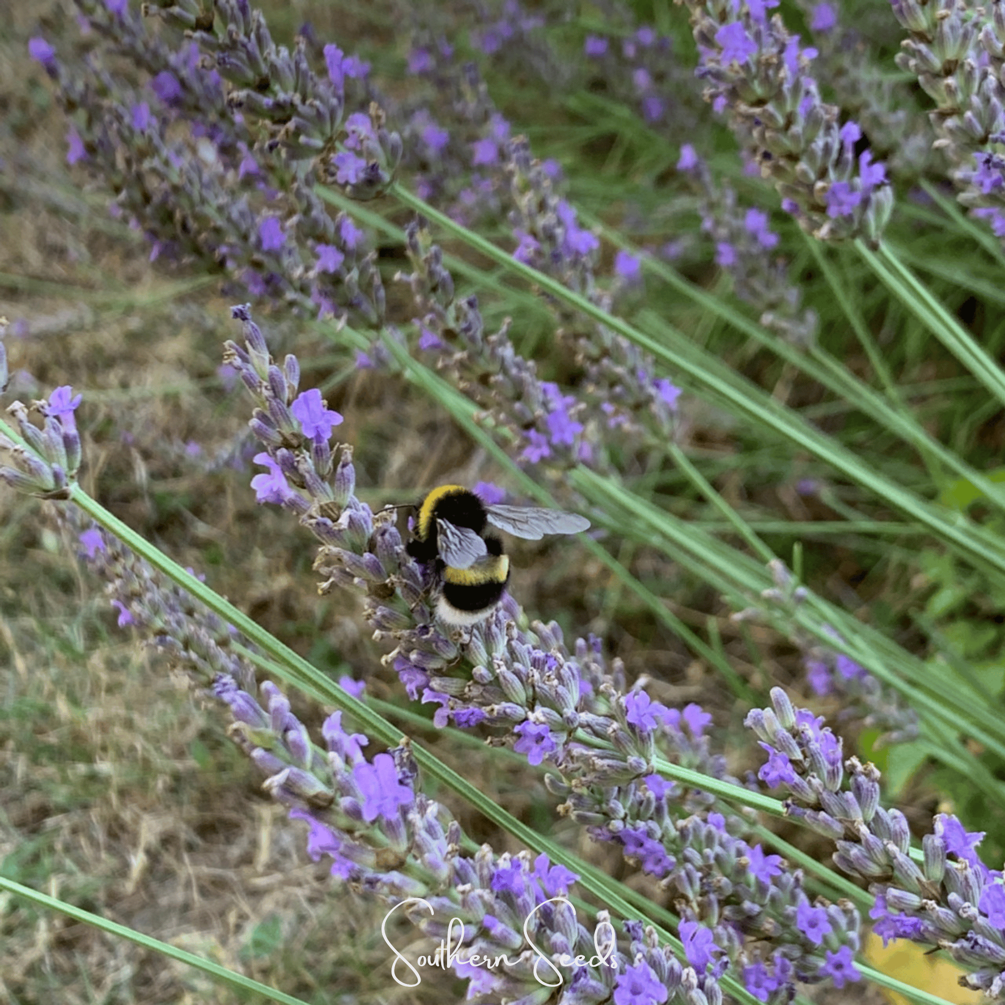 lavender seeds from flowers Spike Lavender Seeds