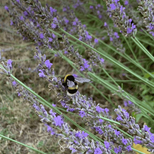Spike Lavender Seeds