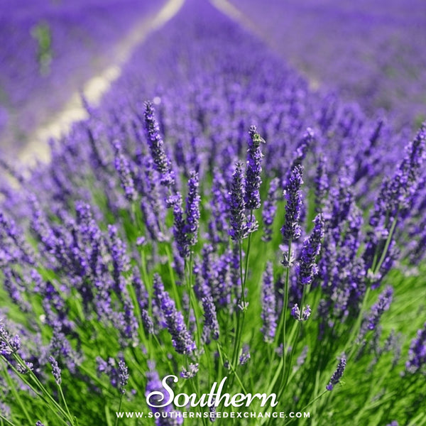 Vera Lavender Seeds
