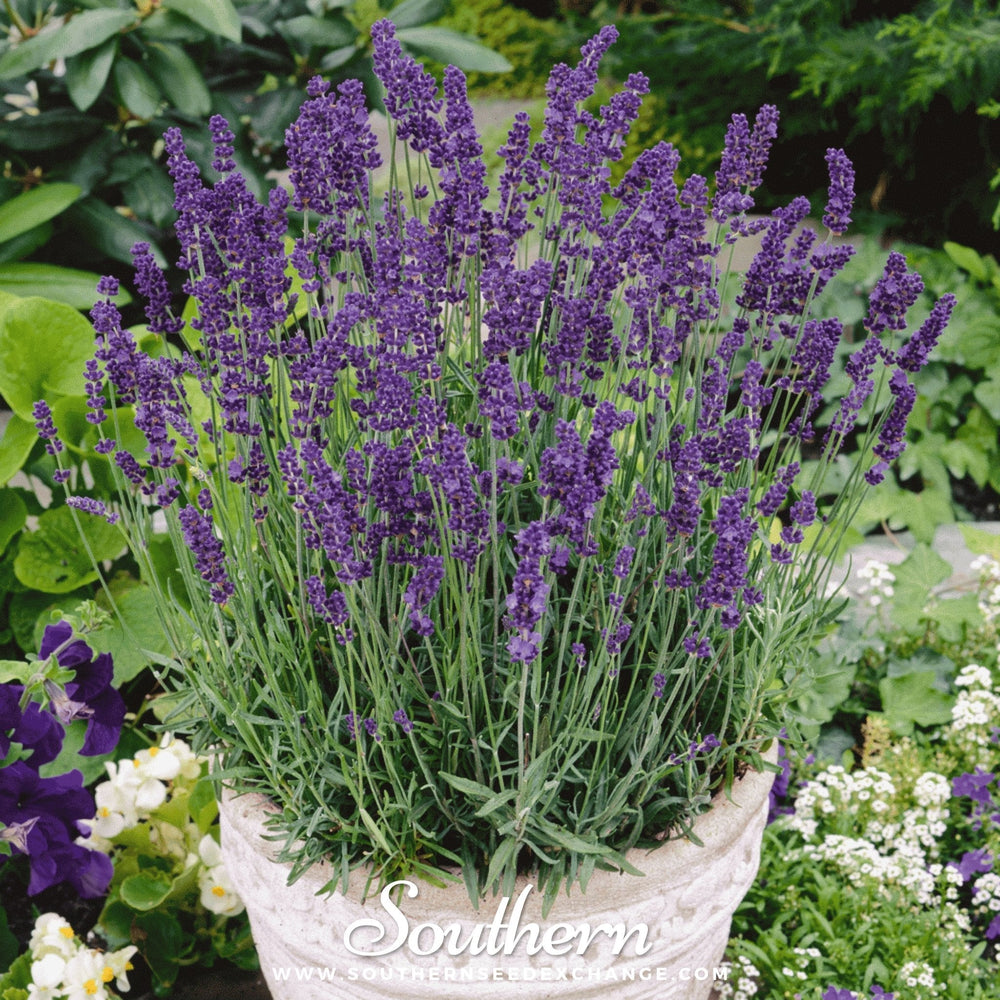 Vera Lavender Seeds