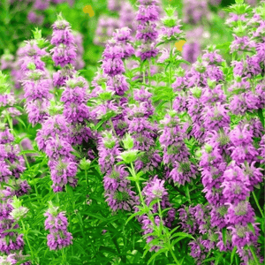 Lemon Bee Balm (Lemon Mint) Seeds