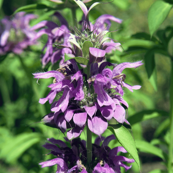 Lemon Bee Balm (Lemon Mint) Seeds