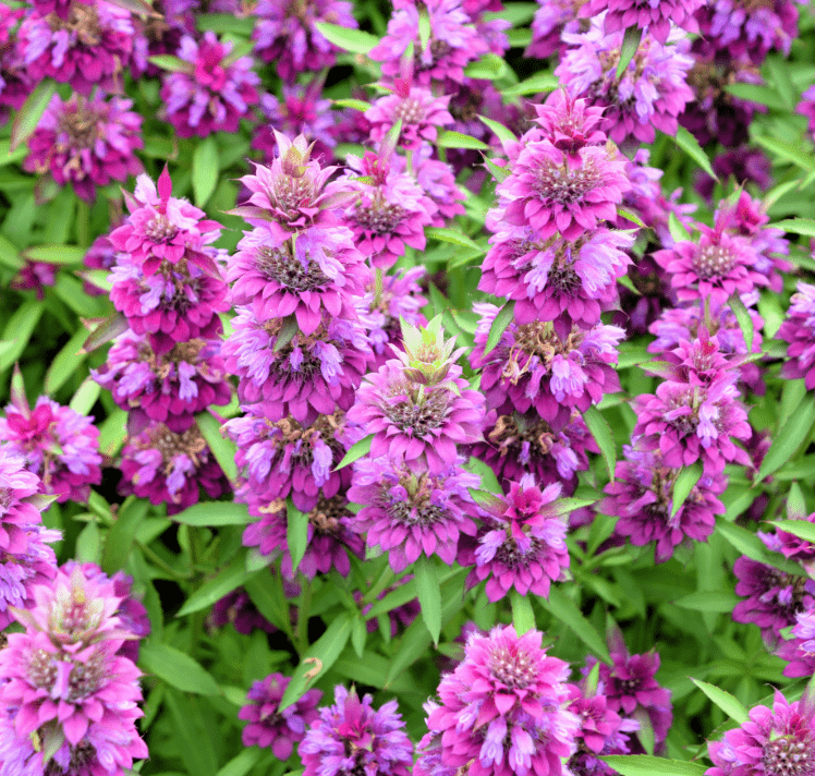 Lemon Bee Balm (Lemon Mint) Seeds