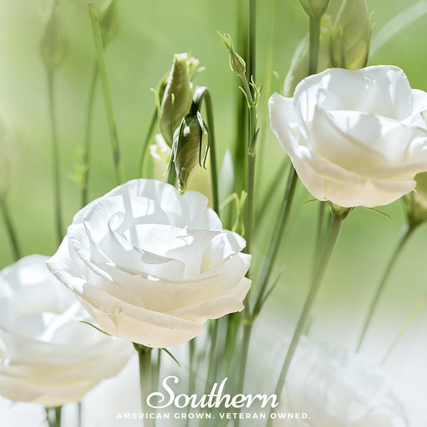 Sapphire White Lisianthus Seeds