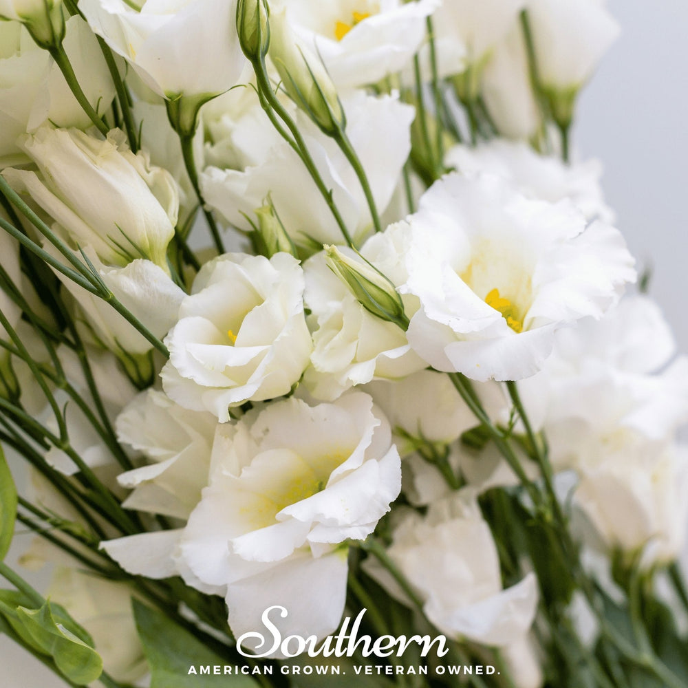 Sapphire White Lisianthus Seeds