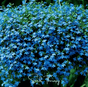 Blue Carpet Lobelia Seeds
