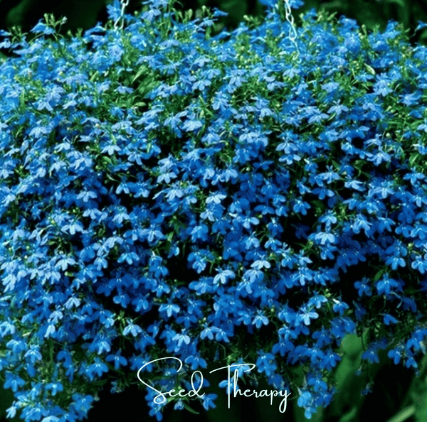 Blue Carpet Lobelia Seeds