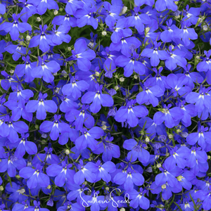 Blue Carpet Lobelia Seeds