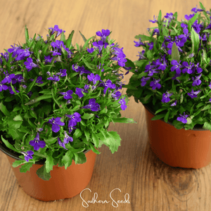 Blue Carpet Lobelia Seeds