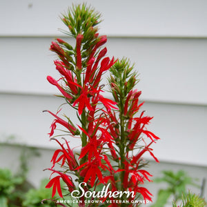 Cardinal Flower Lobelia Seeds