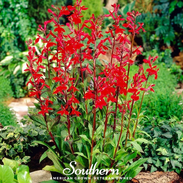 Cardinal Flower Lobelia Seeds